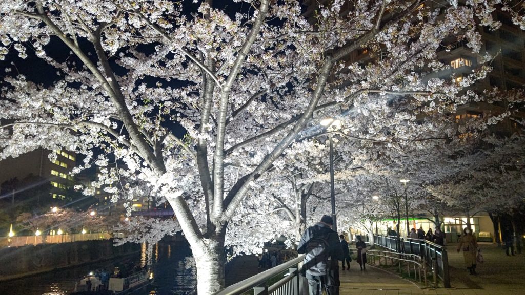 「目黒川みんなのイルミネーション」で撮った夜桜
