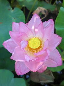 上野恩賜公園の不忍池で撮った蓮の花